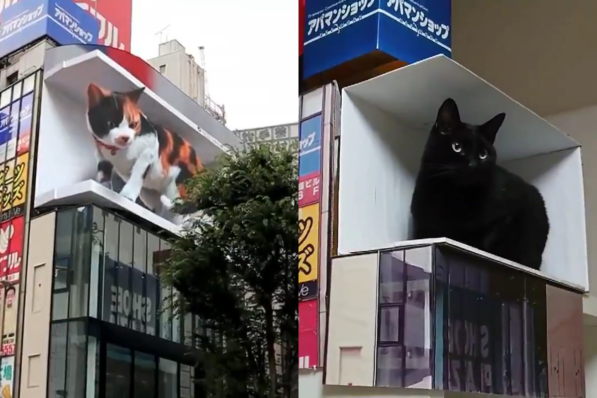 (影)好想去東京看「巨大三花貓」？網友不求人自己做一個！
