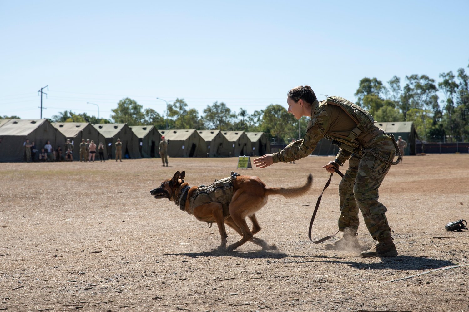 美澳「護身軍刀(Talisman Sabre)」軍演，澳洲陸軍軍犬「阿帕奇」展現「擊殺」的強悍攻擊力。   圖：翻攝Talisman Sabre推特