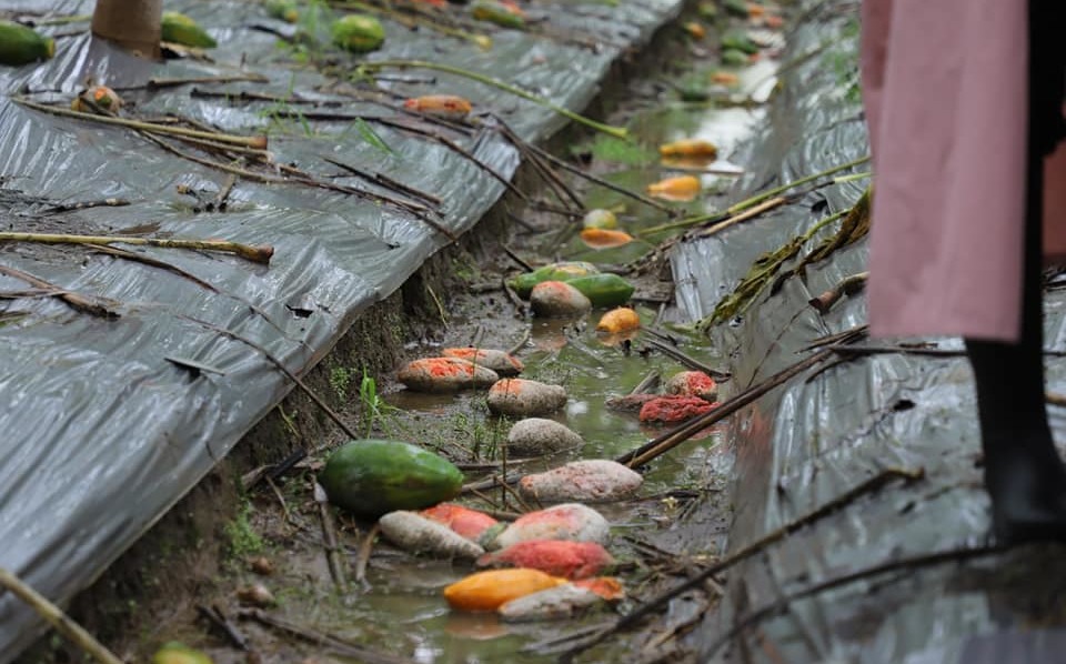 暴雨來襲!全台農損衝破570萬 這3縣市災情最嚴重