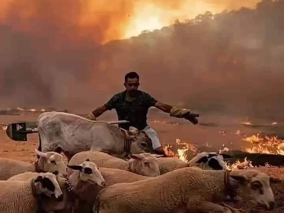 阿爾及利亞境內有14個地區多處傳出野火災情，其中10個是提濟烏祖（Tizi Ouzou）週邊地區，提濟烏祖則為凱比雷區人口最多的城市之一。   圖：翻攝自Memebook臉書
