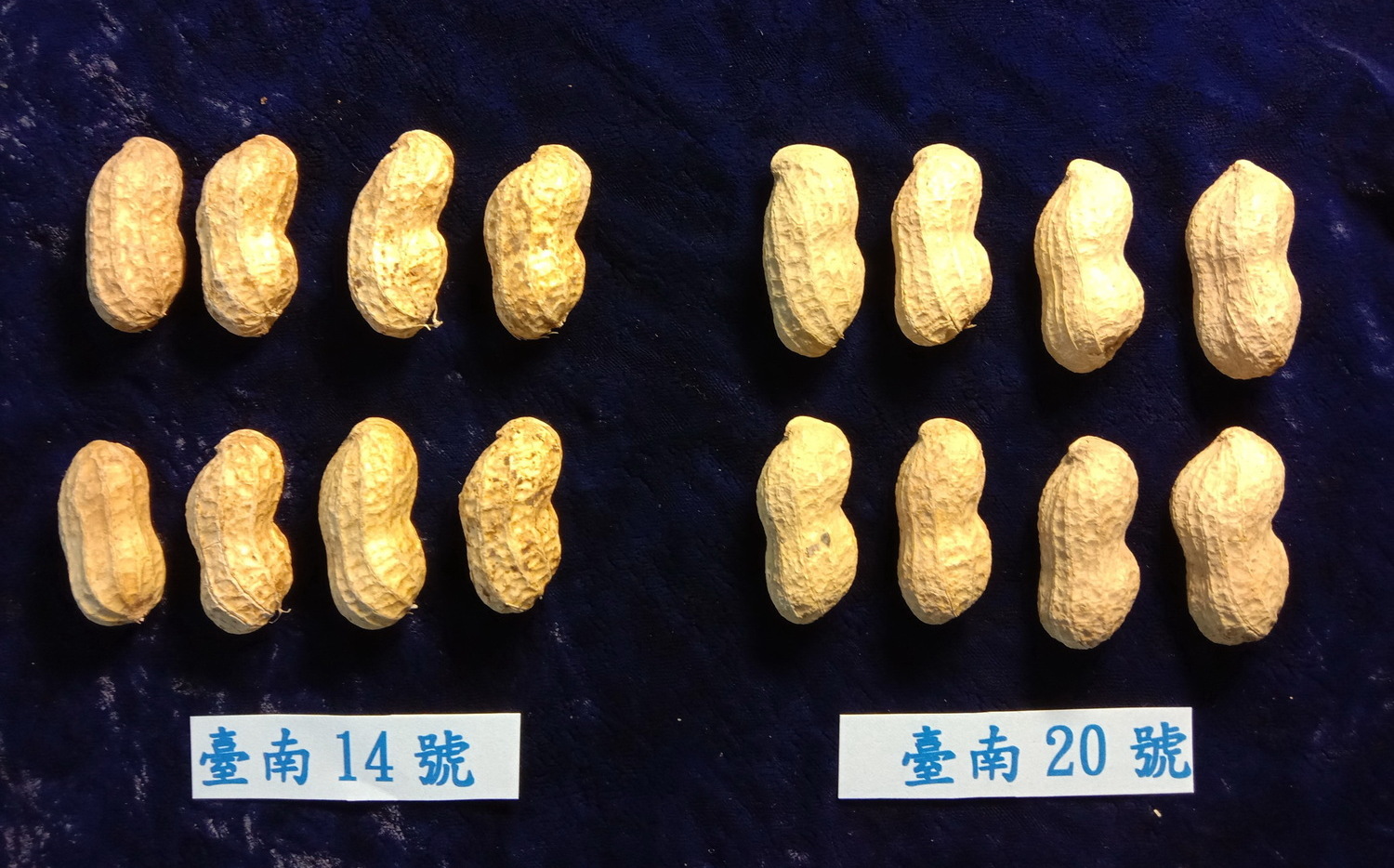 成功改良落花生 新品種台南號生保鮮期長達８個月 生活 Newtalk新聞