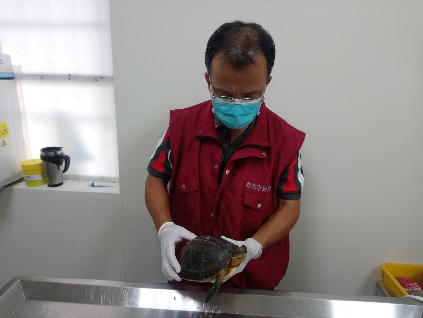 獸醫師謝弘斌進行食蛇龜健康檢查。   圖：新北市動保處提供