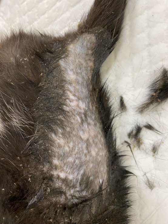 較嚴重的貓癬可見皮屑、毛根易斷、混合細菌感染。   圖：新北市動保處提供