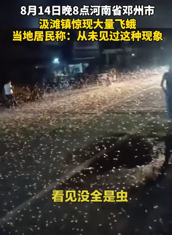 8月14日晚間8點，中國河南省鄧州市出現大量蜉蝣。   圖 : 翻攝自Chinahot.org