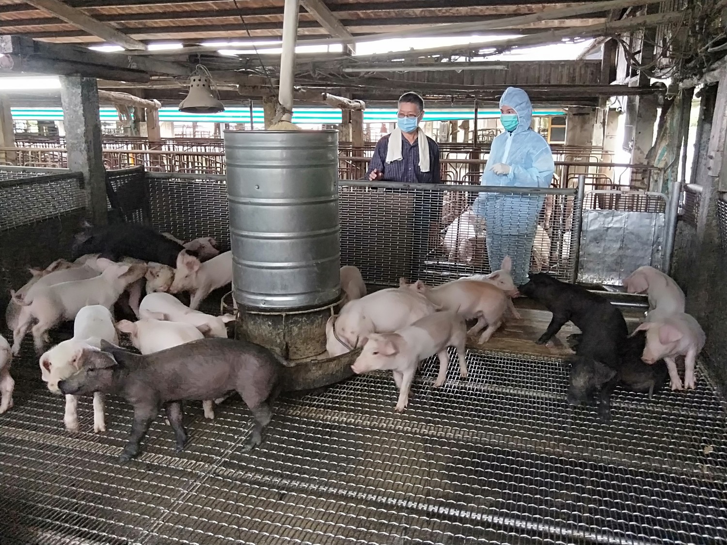 新北市動保處獸醫與豬農巡查豬場環境。    圖：新北市動保處提供