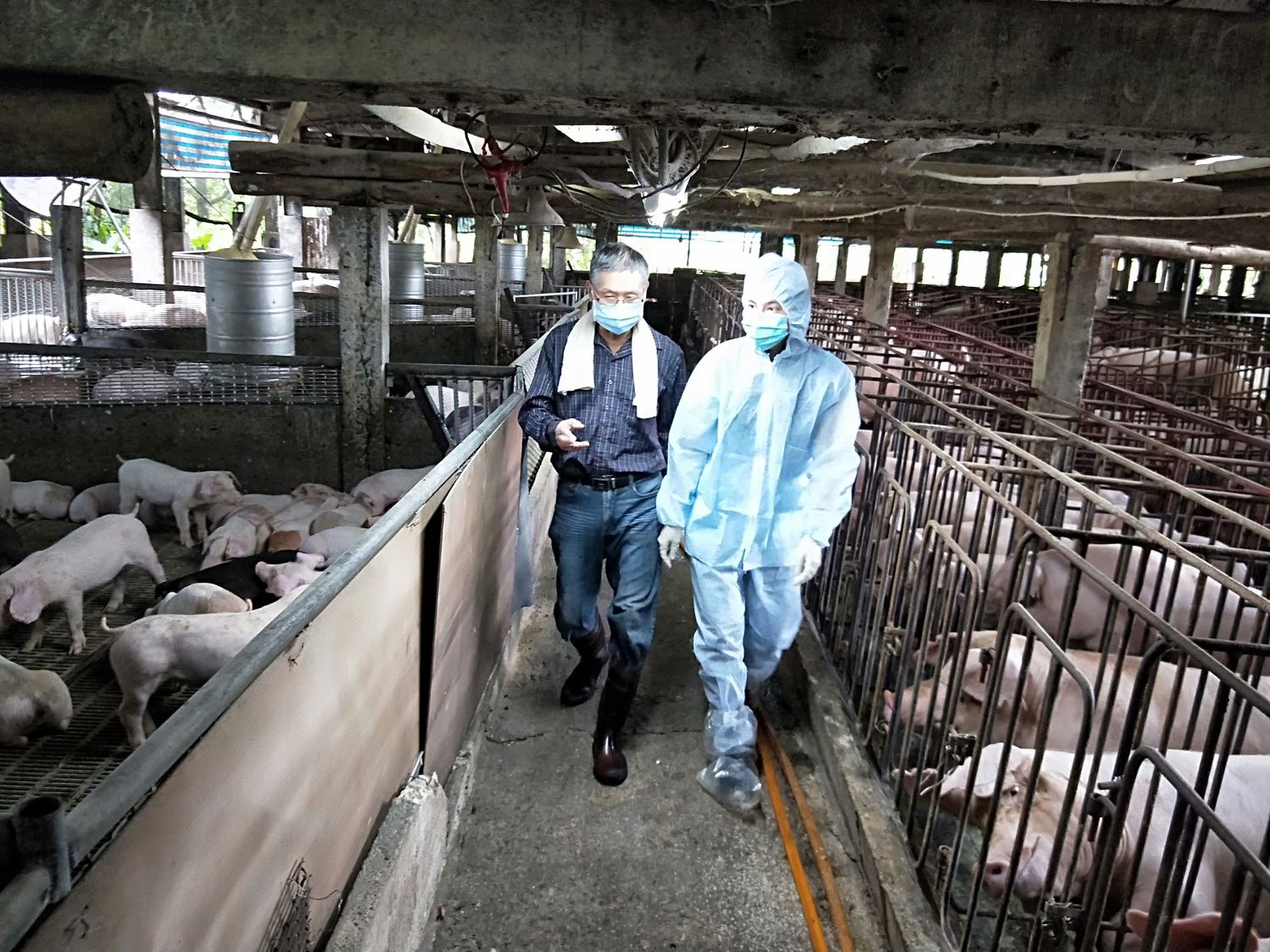 豬農正告知動保處獸醫平日施打疫苗及照顧豬隻狀況。    圖：新北市動保處提供
