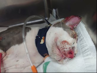 受虐貓的臉部被燙傷，傷勢嚴重。    圖：新北市動保處提供
