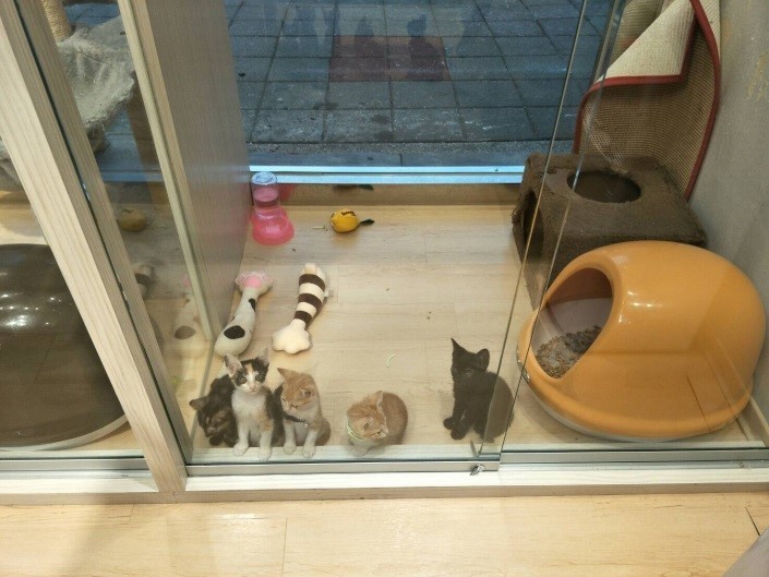 可愛幼貓在認養小棧也有活動大空間。   圖：新北市動保處提供