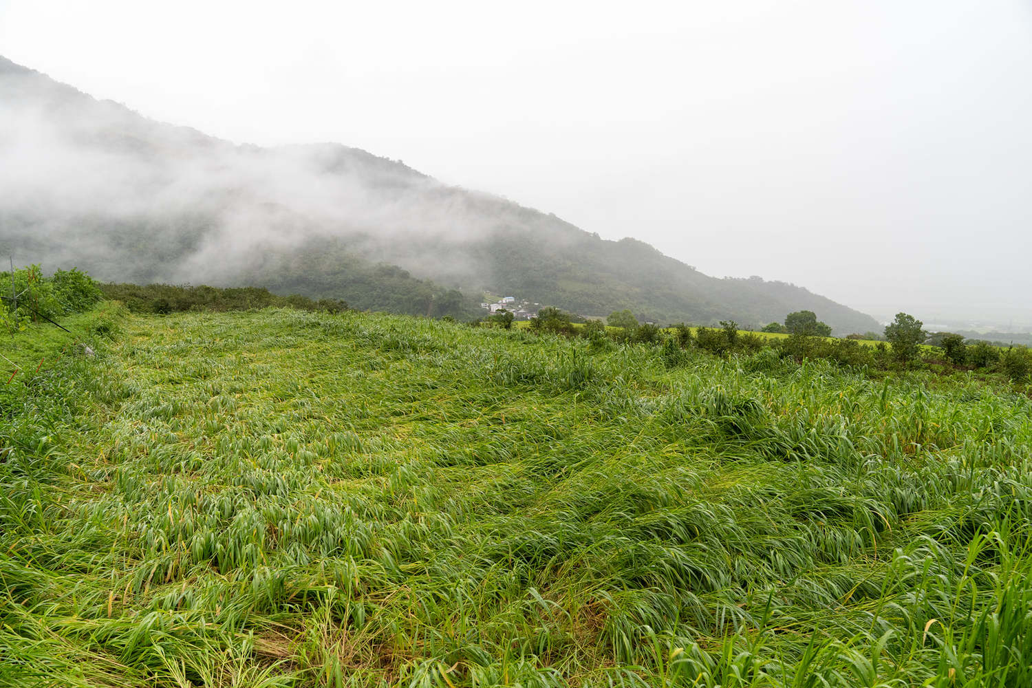 台東地區因圓規颱風，導致水稻倒伏，二期稻作受損。   圖：翻攝自饒慶鈴臉書