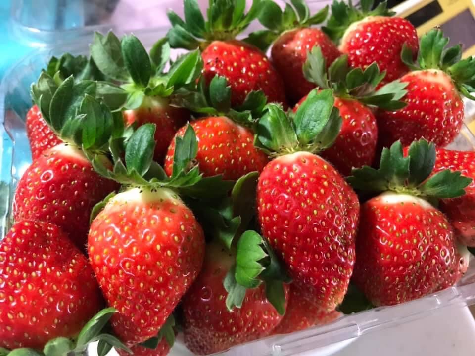 草莓園的新鮮草莓。(示意圖)   圖：新北市農業局 / 提供