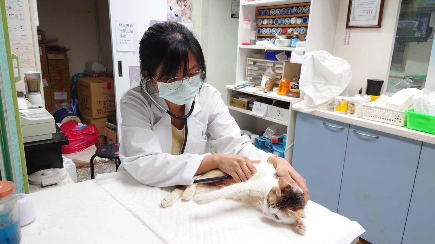 獸醫師為愛滋病貓診察。   圖：新北市動保處提供