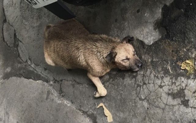 大黃狗老皮奄奄一息地躺在地上。   圖：新北市動保處提供