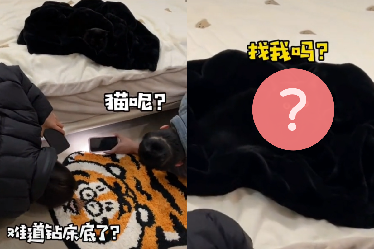 愛貓不見了，奴才舉著手電筒在床底下瘋狂尋找，黑貓坐在床上超無奈：「你們瞎嗎？」   圖／TiKTok：arrisa595
