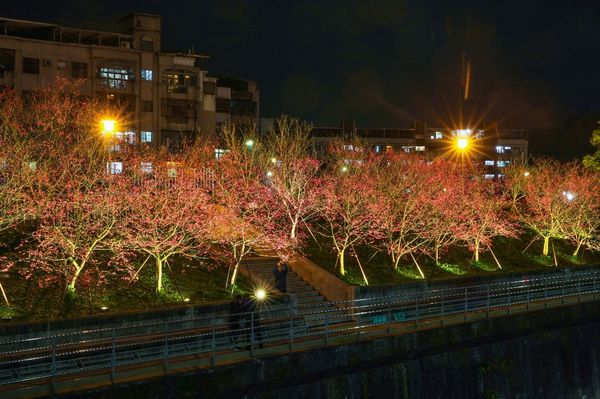 樂活夜櫻季。   圖：台北市工務局／提供