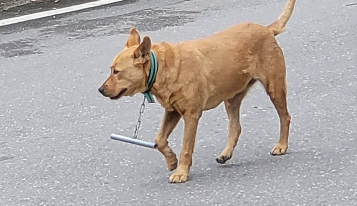 有網友表示，他在台東看到狗狗胸前戴著一根橫鐵管，模樣非常奇怪。   圖／翻攝自PTT