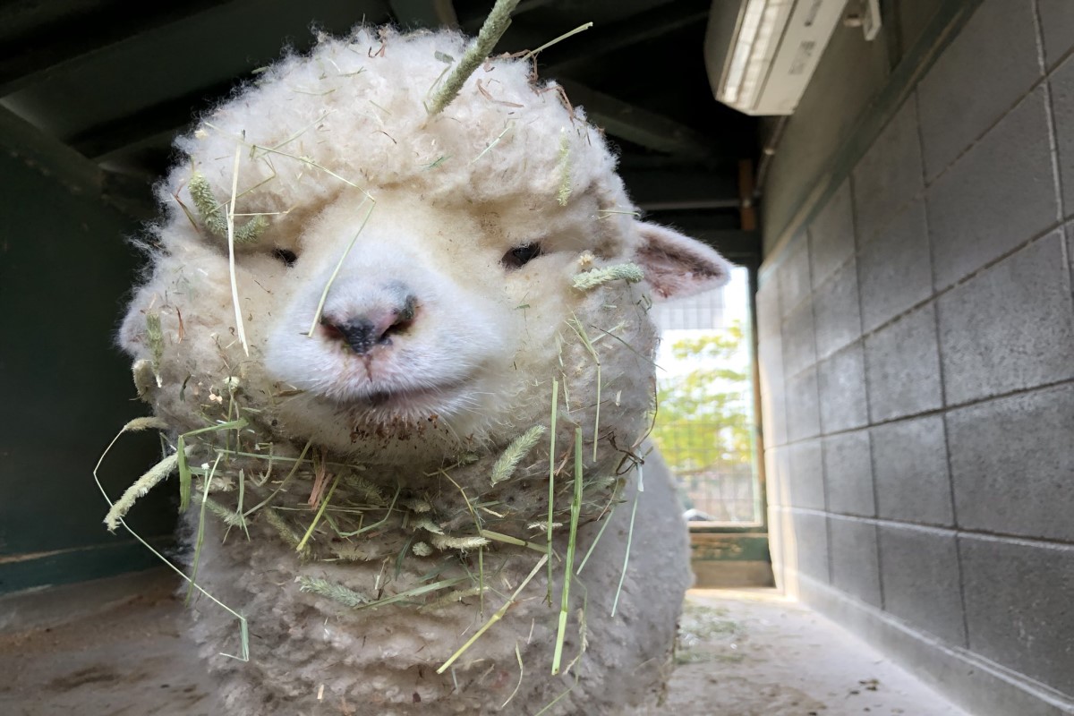 日本淡路島一座動物園內的羊咩咩吃完飯後臉上都沾滿乾草！   圖：翻攝自twitter帳號englandhill_zoo