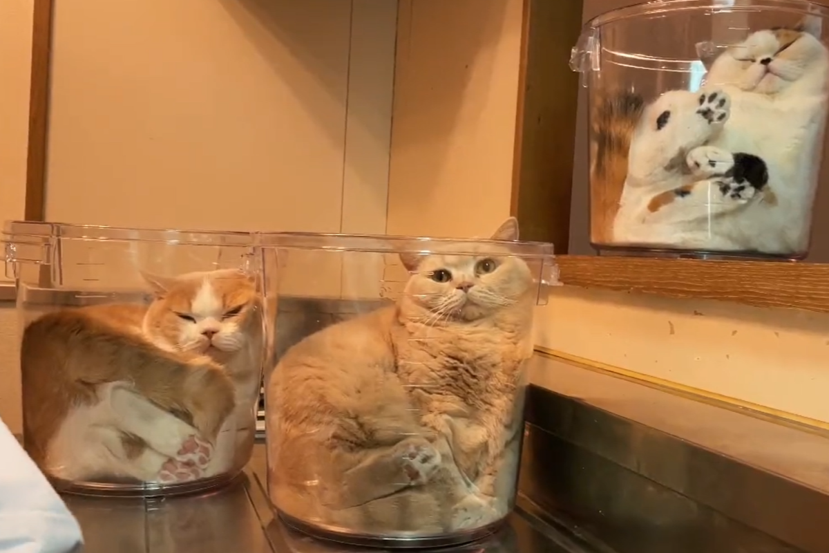 媽媽洗碗時在洗手台旁放桶子，不久神奇變出三個「貓罐頭」。   圖／Twitter：jirosan77