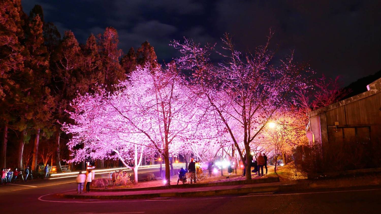 武陵農場櫻花季夜晚美照。   圖：公路總局／提供