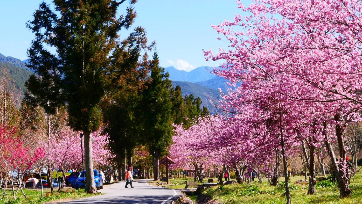 武陵農場櫻花季有17天。   圖：公路總局／提供