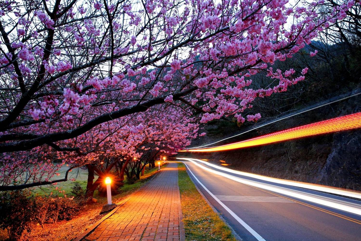 武陵農場櫻花季美景。   圖：公路總局／提供