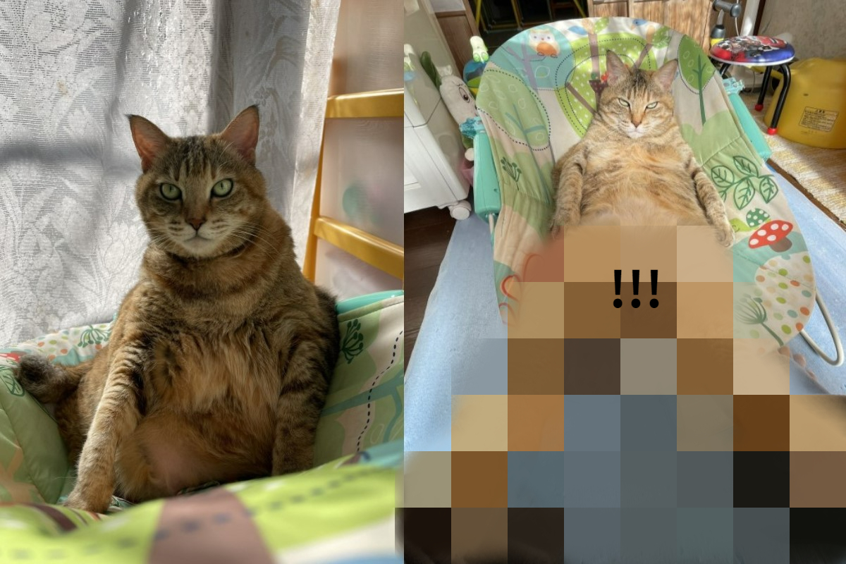 日本一隻虎斑貓日前在嬰兒床上大秀長腿！   圖／twitter帳號shinnichi2021