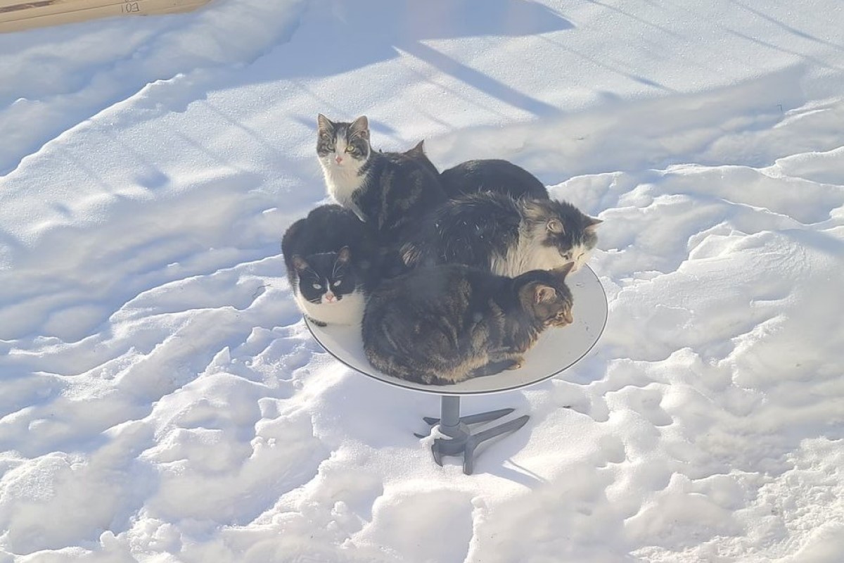 加拿大一名男子家的碟型天線被5隻貓咪霸占！   圖：翻攝自Twitter帳號/Tippen22