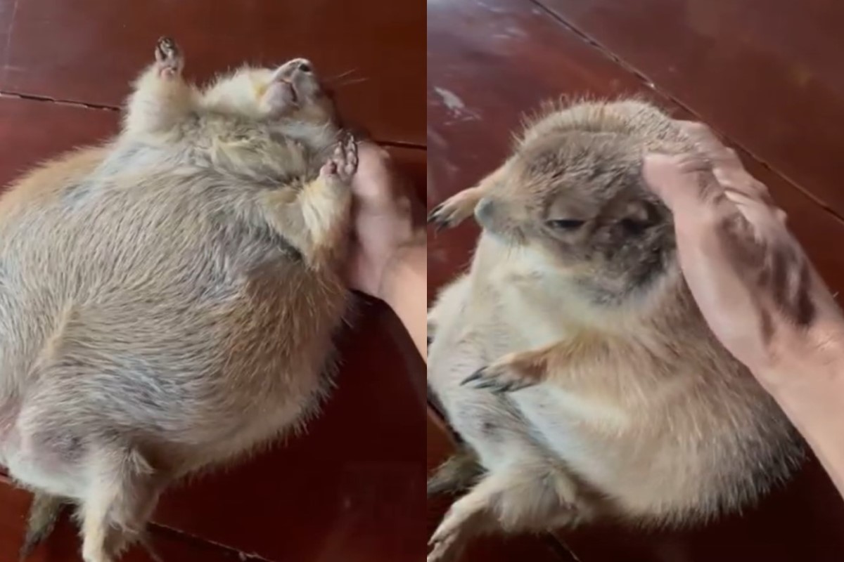 泰國一隻草原土撥鼠被媽媽「強迫運動」減重。   圖／翻攝自臉書帳號สมใจ สุขวงษ์