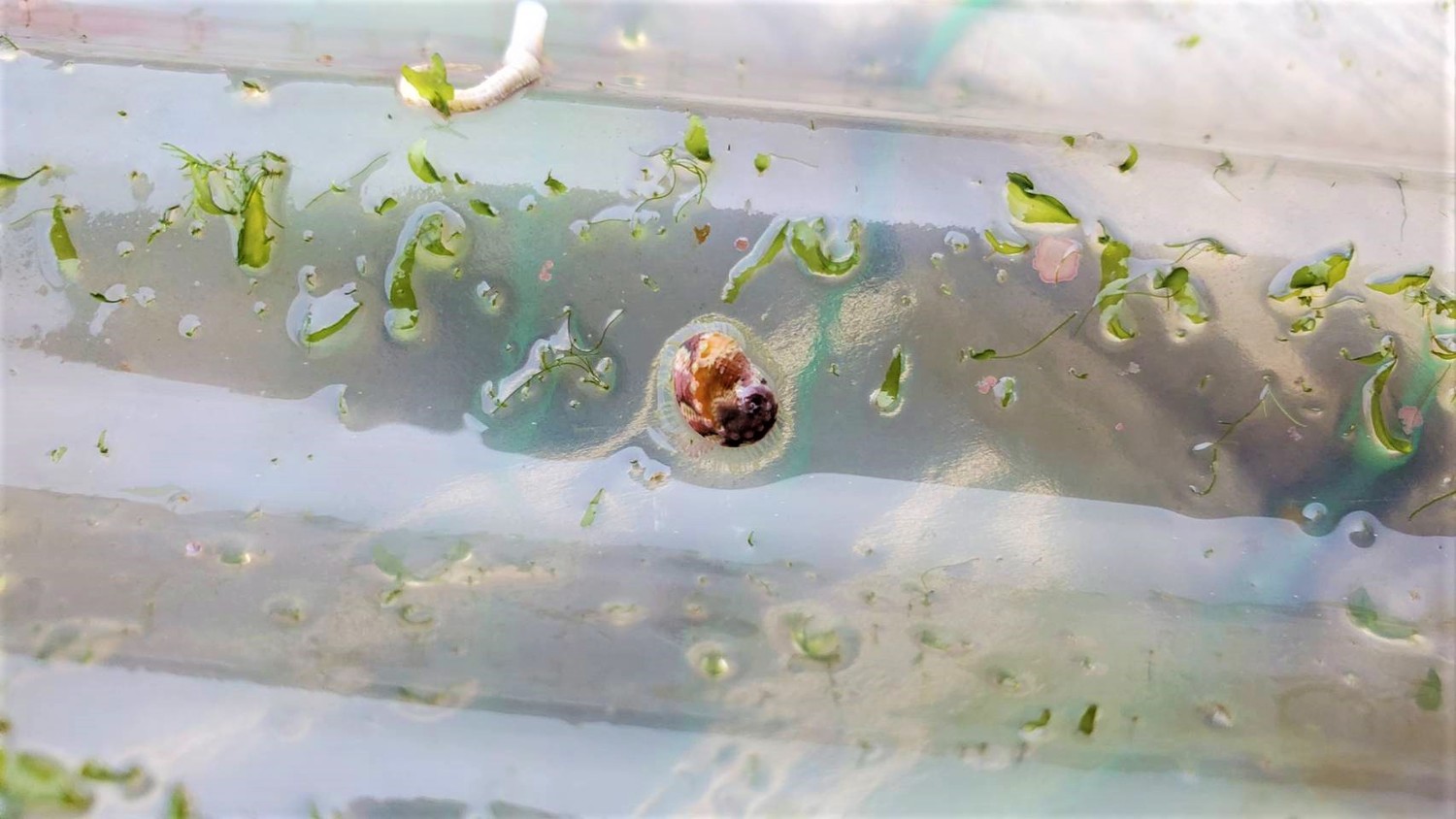 在浪板上啃食微細藻類石蓴的九孔寶寶。   圖：新北市漁業處提供