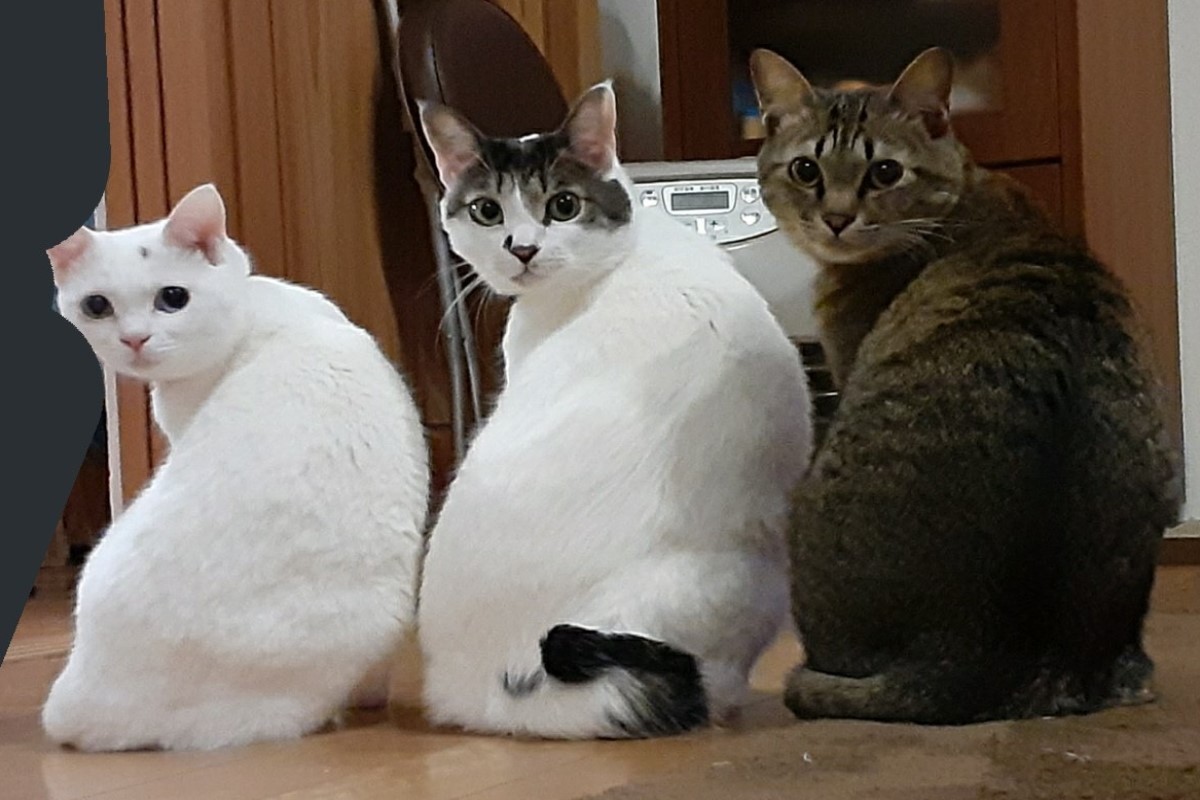 日本一名飼主家的三隻貓咪排排站在暖爐前回瞪奴才。   圖：翻攝自twitter帳號ADOTYA0123