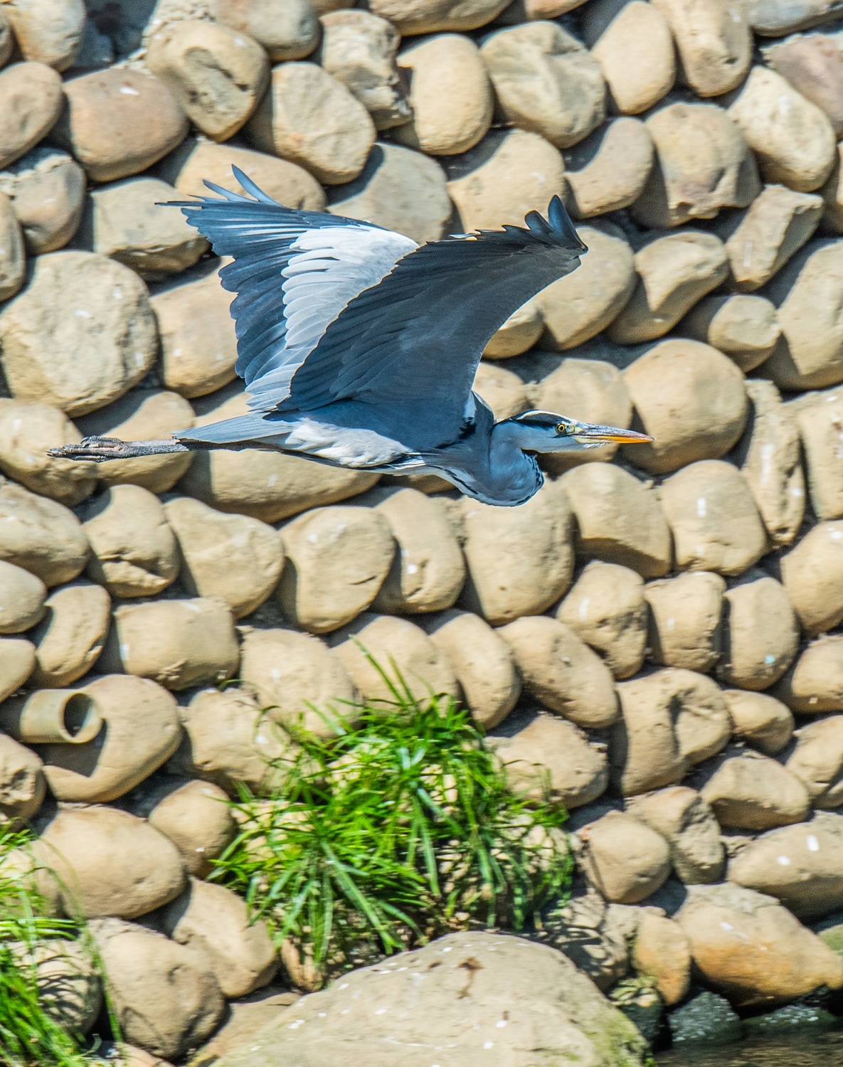 板橋湳仔溝的蒼鷺。   圖：新北市水利局提供