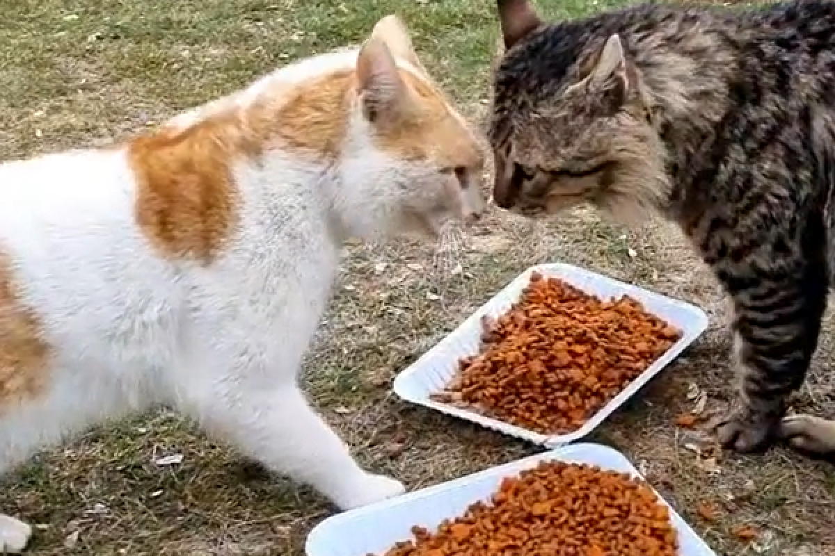 浪貓護食，對同伴發出警消式嗆聲！網友聽了全爆笑：「威嚇方式非常正確！」   圖：翻攝自臉書社團《Cats Meow》