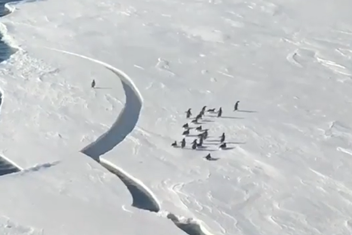 南極的冰層突然裂開，在上頭的企鵝邁小短腿狂奔，同伴岸邊都在幫忙加油。   圖：翻攝自Instagram：derik_munson