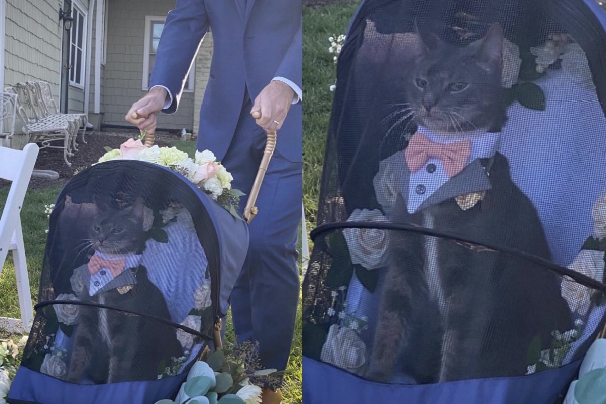 美國一名男子日前參加友人的婚禮，擔任照顧「花童」的責任，只是這花童是一隻貓咪！   圖／twitter帳號larsonrichard