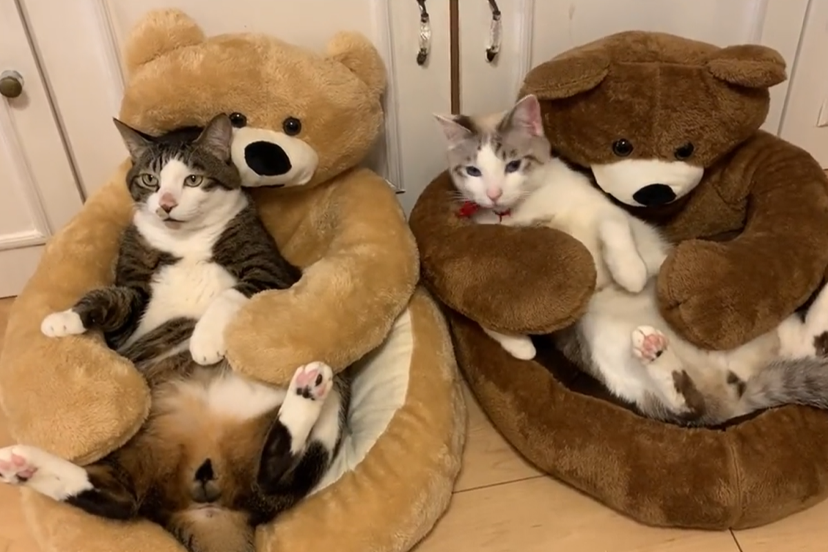 可愛到不行！貓咪被熊熊沙發環抱後傻住，網友笑翻：「分不出誰是真的！」   圖：翻攝Twitter/meow_mikii 