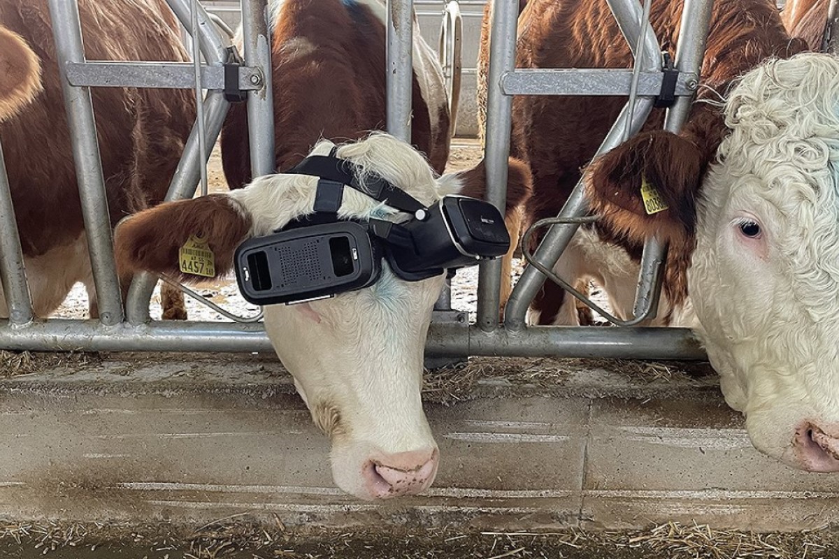 為增加產量，農夫竟給牛牛戴VR放鬆，實驗結果出爐超驚人。   圖：截取自《Anadolu Ajansı》