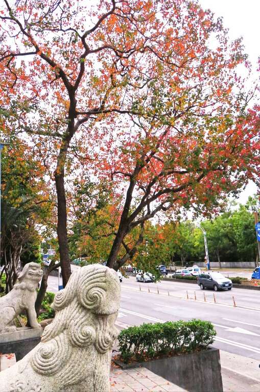 從另一個角度觀賞劍潭公園的烏桕紅葉和石獅子。   圖：取自台北旅遊網