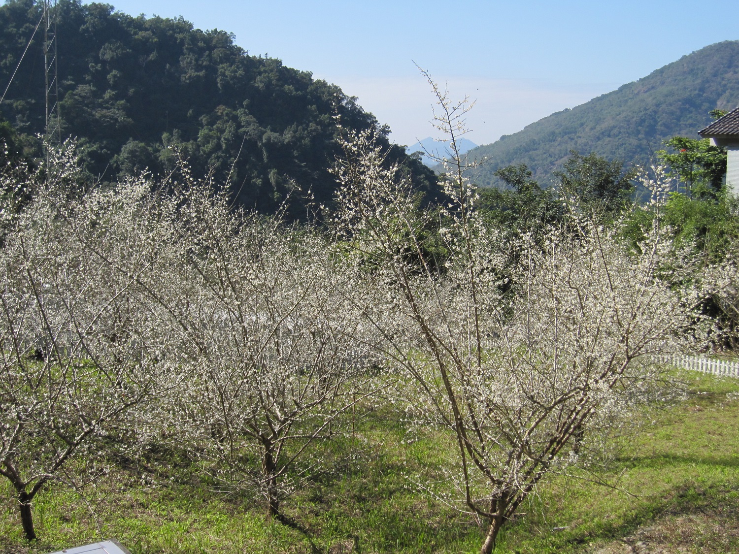 扇平園區往年盛開的梅花狀況。   圖：農委會林業試驗所／提供