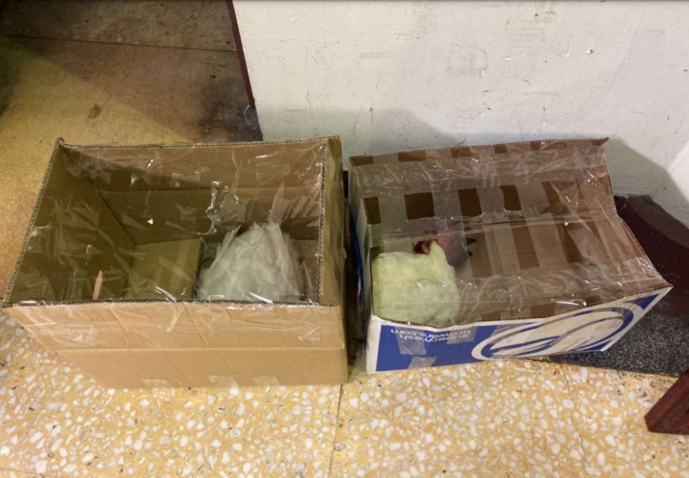 新北市動保處接獲通報，兩個盛裝雞鴨紙箱遭棄置在板橋殯儀館某處角落。   圖：新北市動保處提供