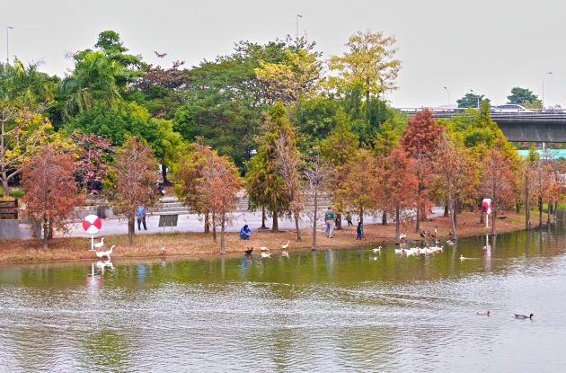 秋冬季節限定的「金獅湖落羽松」。   圖：高雄市觀光局提供