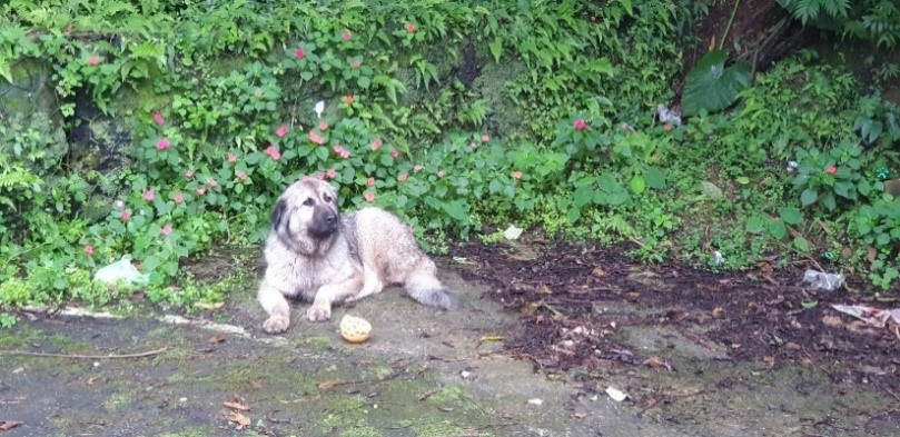 高加索犬上月被發現疑似遭遺棄在新店山上，旁邊放一顆黃色小球。   圖：新北市動保處提供
