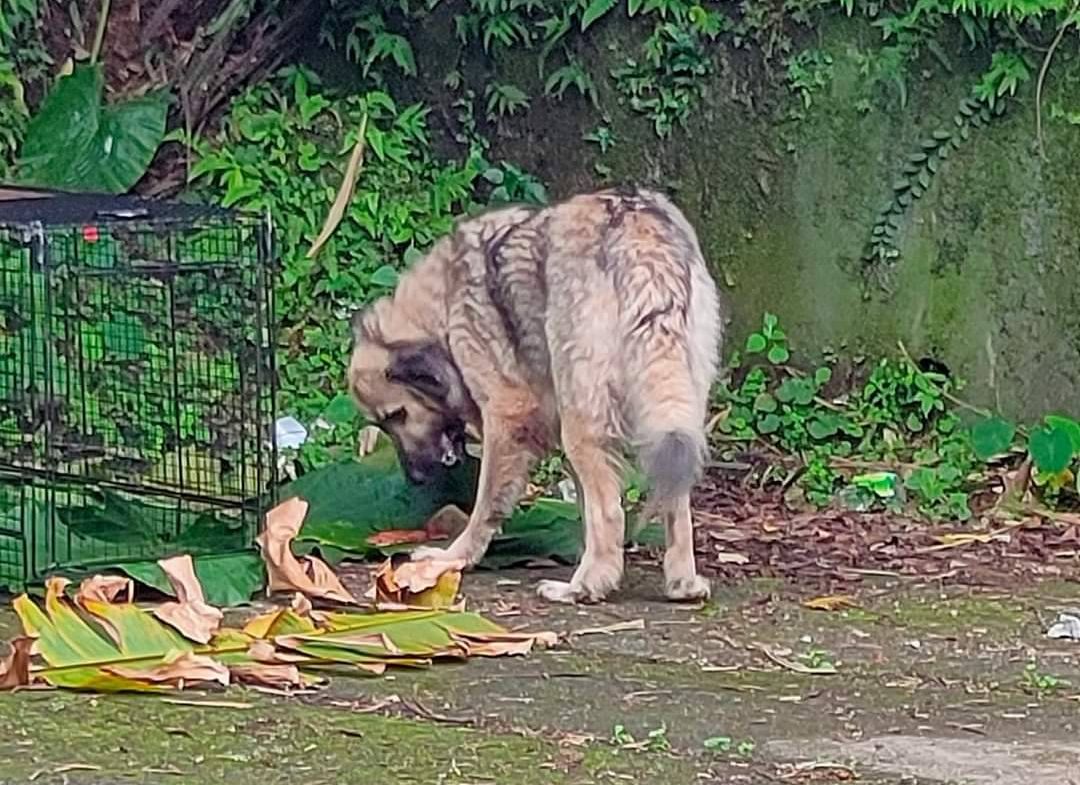動保員經過一週觀察，高加索犬仍堅守在原地啃咬玩球。   圖：新北市動保處提供