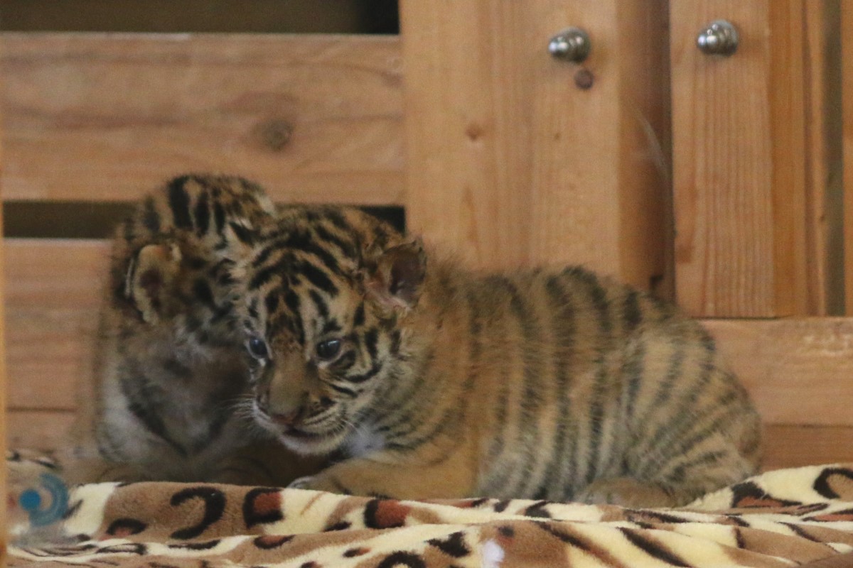 小老虎龍鳳胎剛出生三周，哇哇叫就像隻小貓，網友全融化。   圖：翻攝自Twitter：aki_safariland