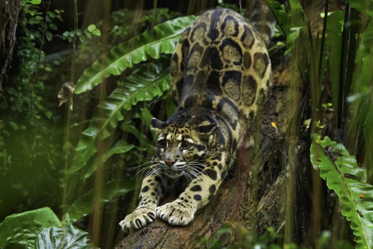 野生貓科1族群竟名叫「咪貓」，超萌命名原因曝光了。   圖：台北市立動物園／授權提供