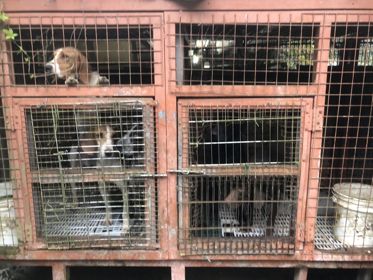 新北市動保處查獲飼主養22隻狗、1隻台灣獼猴，卻未妥善照料，重罰14.3萬元。   圖：新北市動保處提供