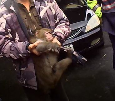 獵捕野生獼猴涉觸犯野生動物保育法。   圖：新北市動保處提供
