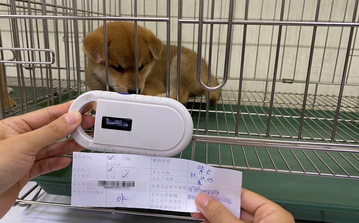 新北動保處重罰合法寵物業者販售非法幼犬籲請中央建置一條龍機制 生活 Newtalk新聞 新北動保處重罰合法寵物業者販售非法幼犬籲請中央建置一條龍機制 生活 Newtalk新聞