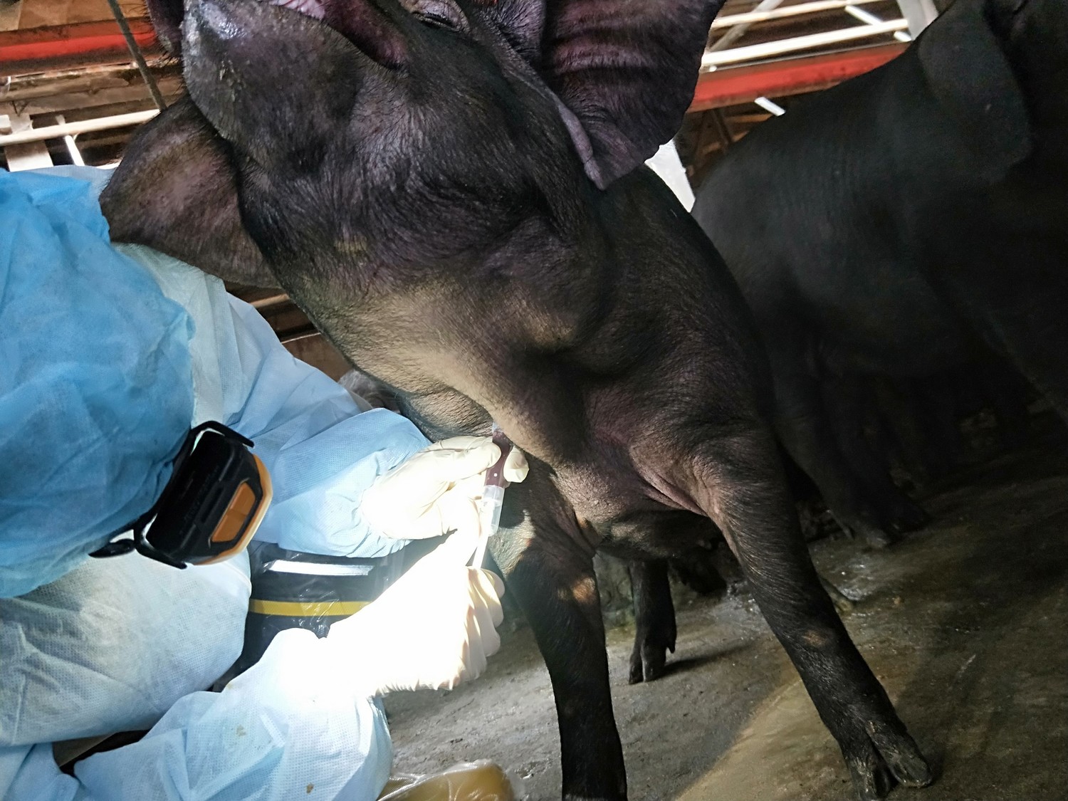 新北市動保處定期至畜牧場採血檢驗，確保豬隻健康。   圖：新北市動保處提供