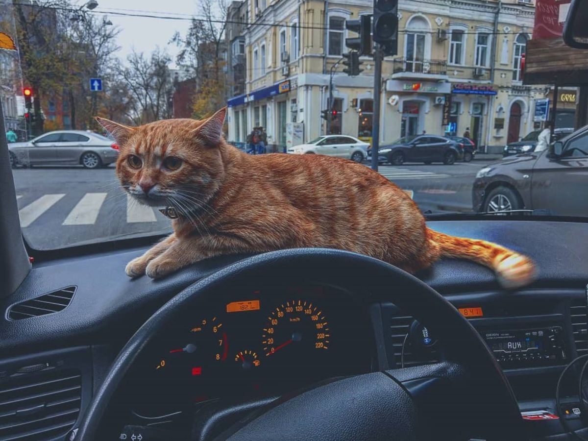 烏克蘭有一輛貓咪計程車非常有名   圖：翻攝IG/@cat_taxi