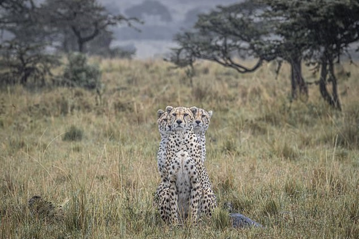 英國一名野生動物攝影師在肯亞的馬賽馬拉保護區拍到罕見的「三頭豹」畫面。   圖／Paul Goldstein/SWNS