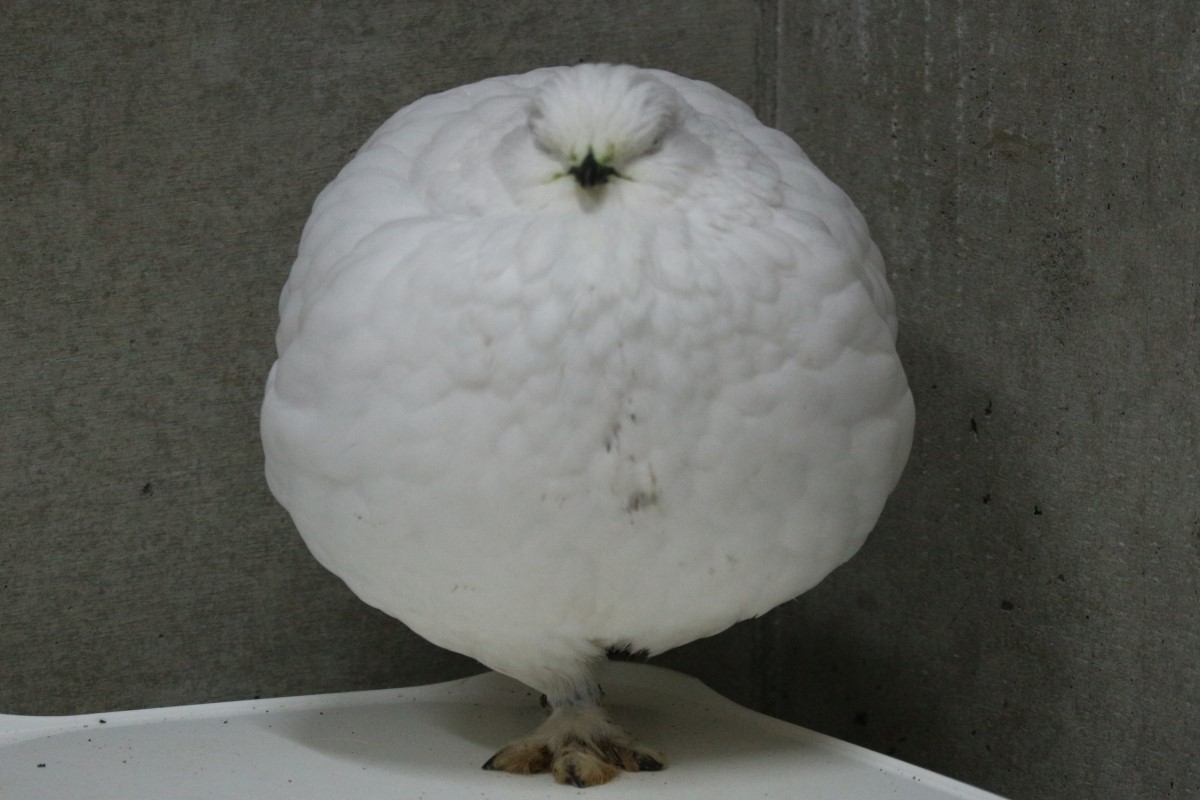 日本市立大町山岳博物館附屬動植物園日前分享「國寶鳥」的照片，看起來像極了「白色大福」。   圖／Twitter帳號389fuzokuen